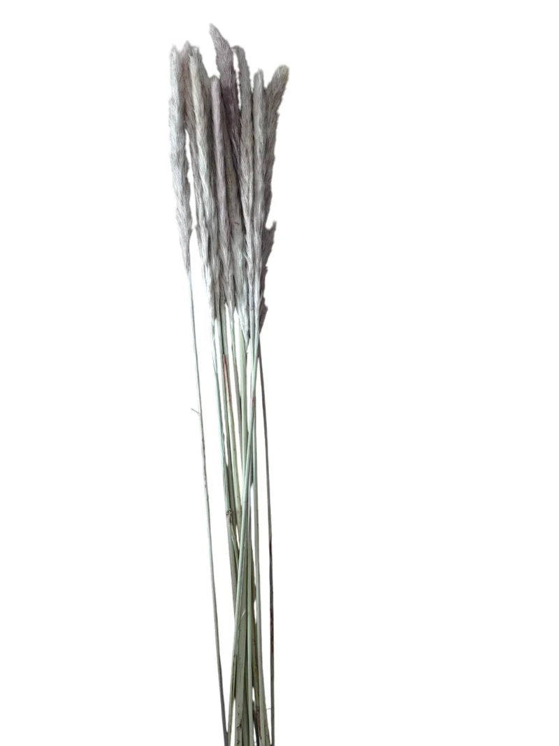 Roseaux secs, H70CM