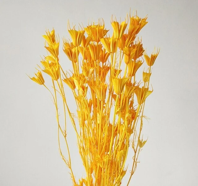 Bouquet de fleur d'anis étoilée séché et emballé, 100g, H50-75 cm