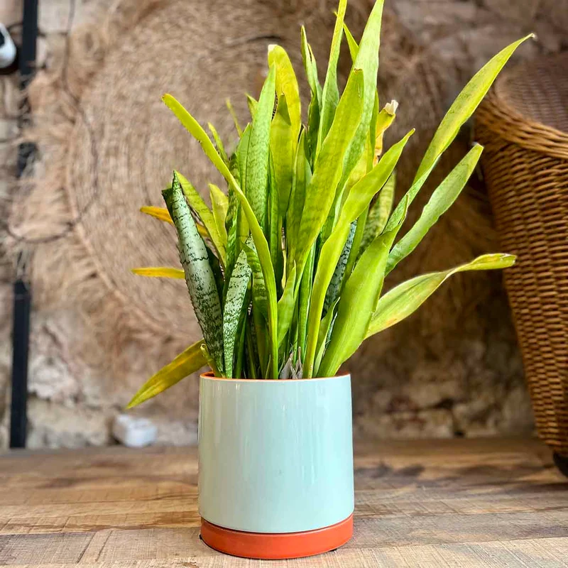 CACHE POT POP - MENTHE
